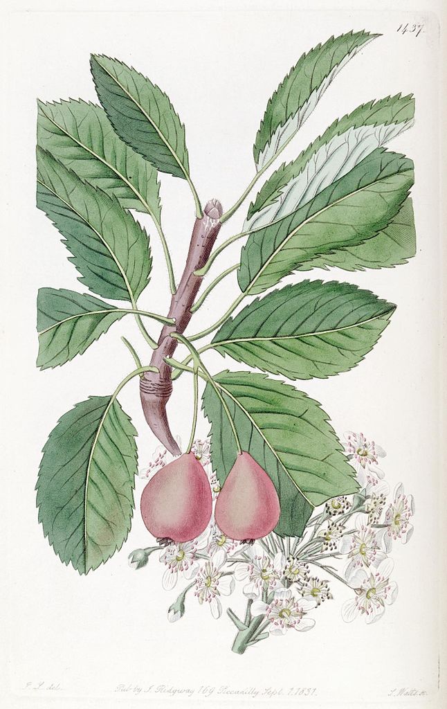 Illustration x Sorbopyrus hybrid, Par Lindley, John; Ridgway, James, via wikimedia 
