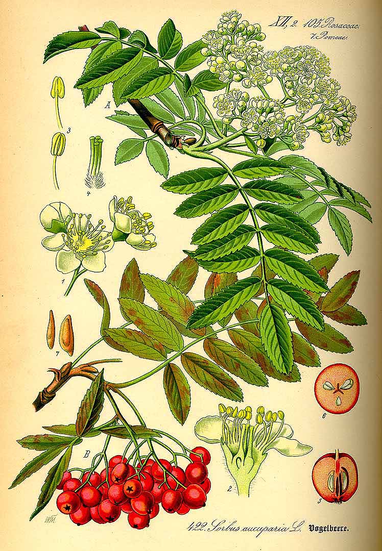 Illustration Sorbus aucuparia, Par Thomé, O.W., Flora von Deutschland Österreich und der Schweiz (1886-1889) Fl. Deutschl. vol. 3 (1885) t. 422, via plantillustrations 