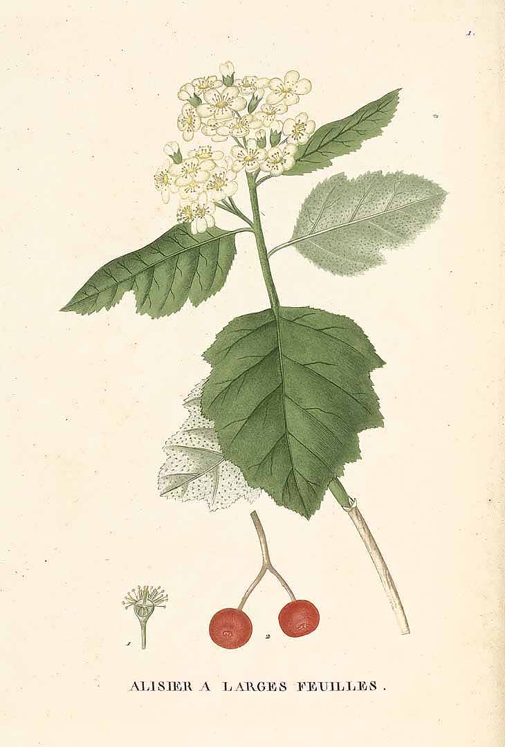 Illustration Sorbus latifolia, Par Jaume Saint-Hilaire, J.H., Traité des arbres forestiers (1824) Traité Arbr. Forest. (1824) t. 1, via plantillustrations 