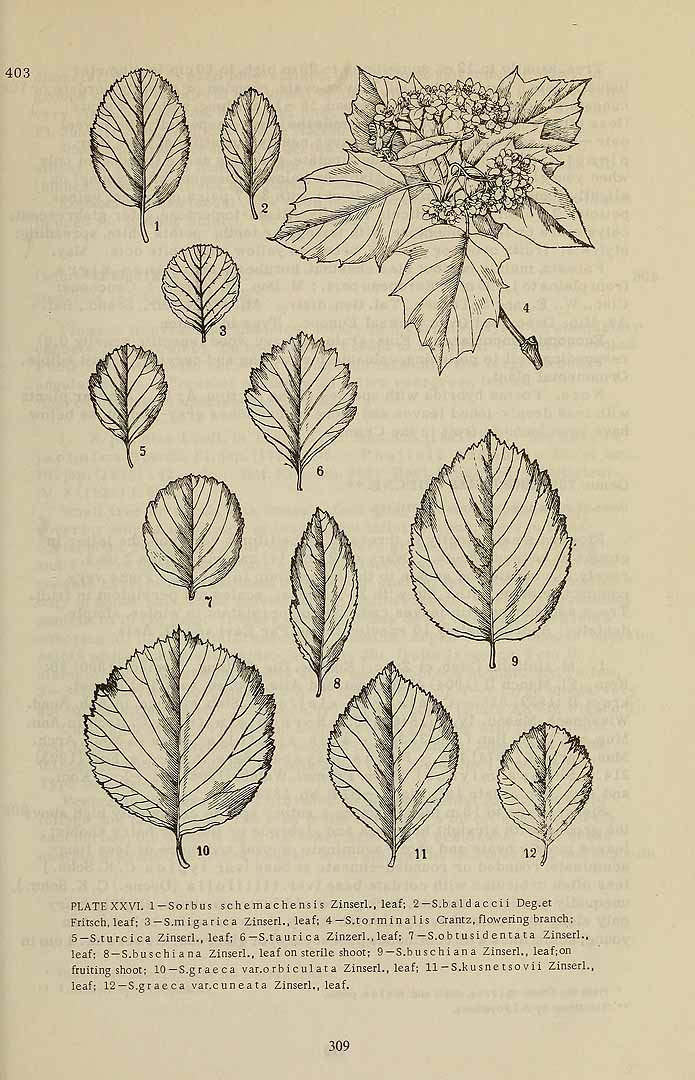 Illustration Sorbus torminalis, Par Komarov (Komorov), V.L., Flora of the U.S.S.R. (1934-1964) Fl. URSS vol. 9 t. 26	p. 403 f. 4 , via plantillustrations 