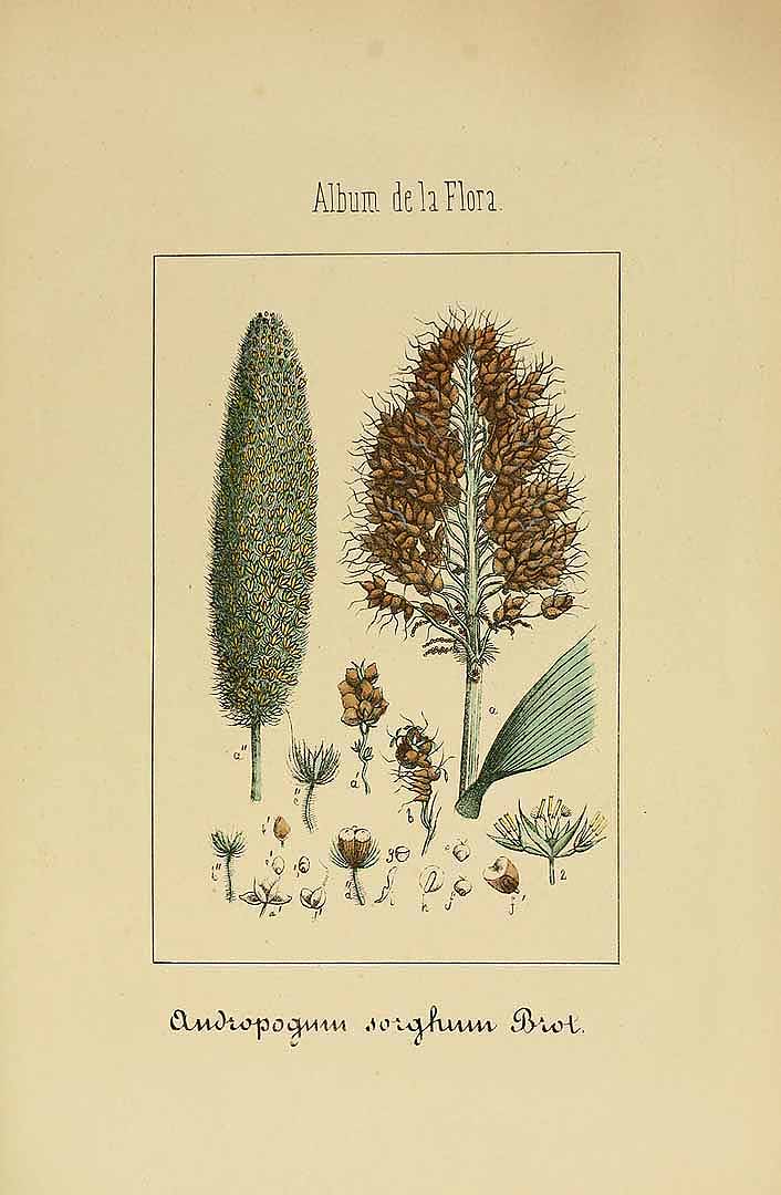 Illustration Sorghum bicolor, Par Martin de Argenta, V., Album de la flora me&#769;dico-farmace&#769;utica e&#769; industrial, indi&#769;gena y exo&#769;tica (1862-1864) Album Fl. Méd.-Farm. vol. 3 (1864) t. 81, via plantillustrations 