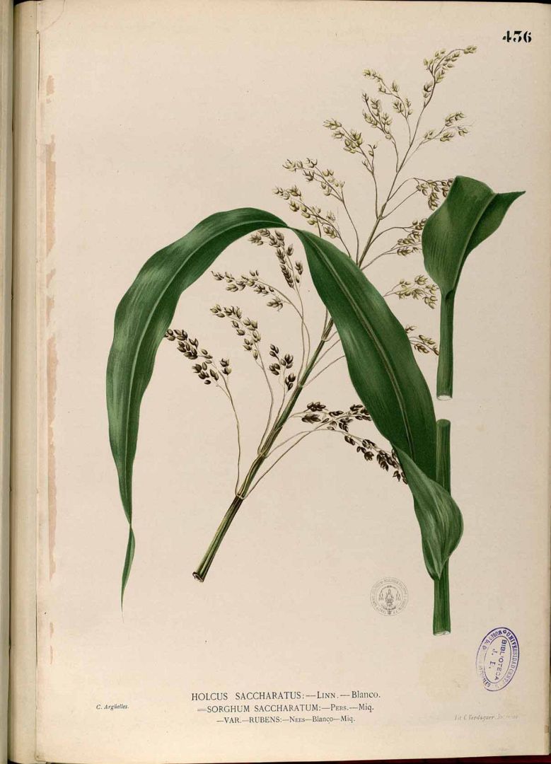 Illustration Sorghum bicolor, Par Blanco, M., Flora de Filipinas, ed. 3 (1877-1883) Fl. Filip., ed. 3 t. 436, via plantillustrations 