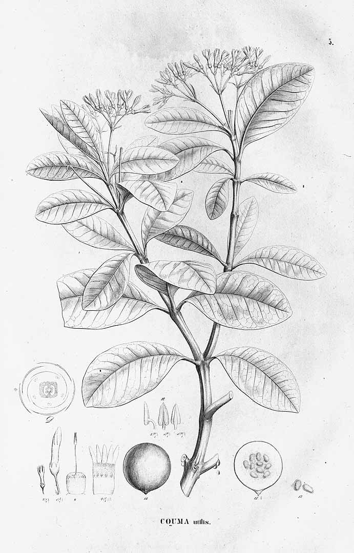 Illustration Couma utilis, Par Flora Brasiliensis (vol. 6(1): Heft 26, Heft 26, t. 5, 1860), via plantillustrations 