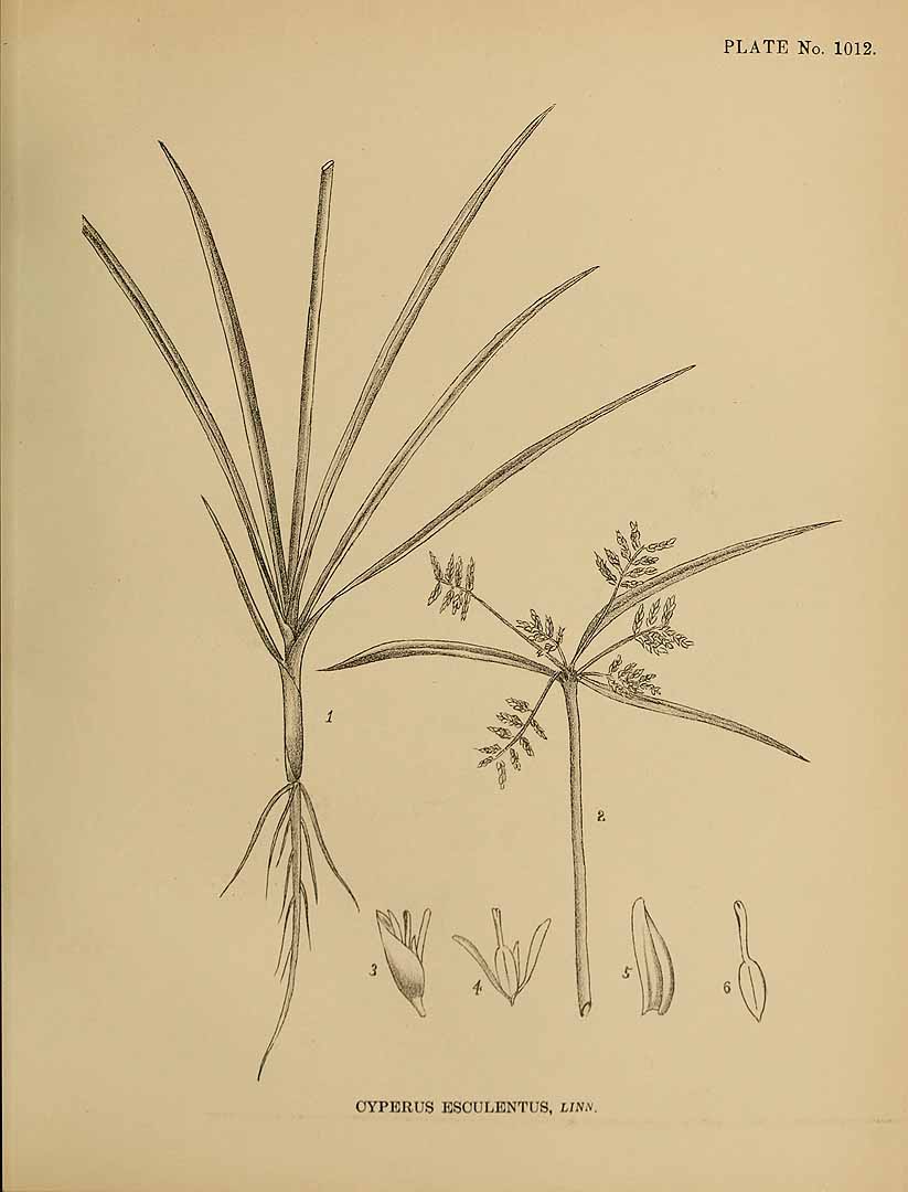 Illustration Cyperus esculentus, Par Indian medicinal plants, vol. 5: t. 1012, via plantillustrations 