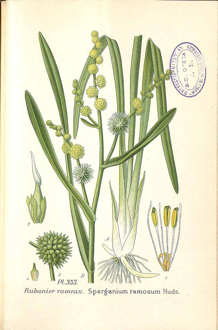 Illustration Sparganium erectum, Par Masclef, A., Atlas des plantes de France (1890-1893) Atlas Pl. France vol. 3 (1893) t. 353, via plantillustrations 