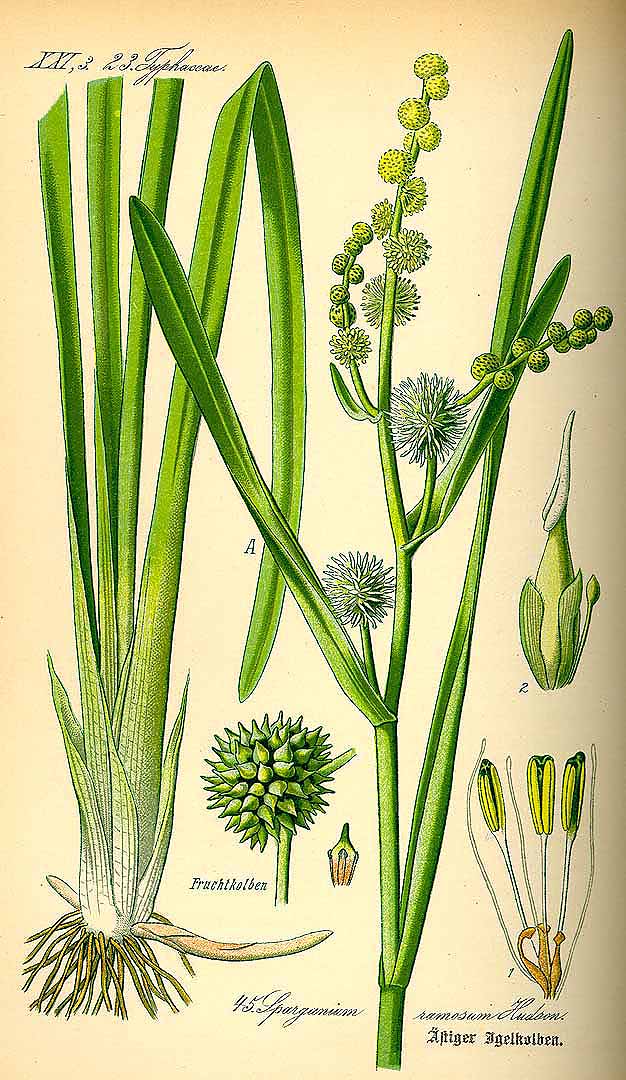 Illustration Sparganium erectum, Par Thomé, O.W., Flora von Deutschland Österreich und der Schweiz (1886-1889) Fl. Deutschl. vol. 1 (1885) t. 45, via plantillustrations 