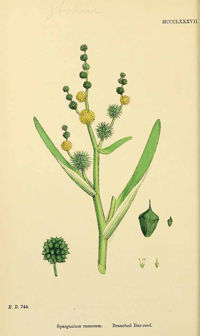 Illustration Sparganium erectum, Par Smith, J.E., English botany, or coloured figures of British plants, ed. 3 [B] [J.E. Sowerby et al] (1863-1899) Engl. Bot., ed. 3 vol. 9 (1869) t. 1387, via plantillustrations 