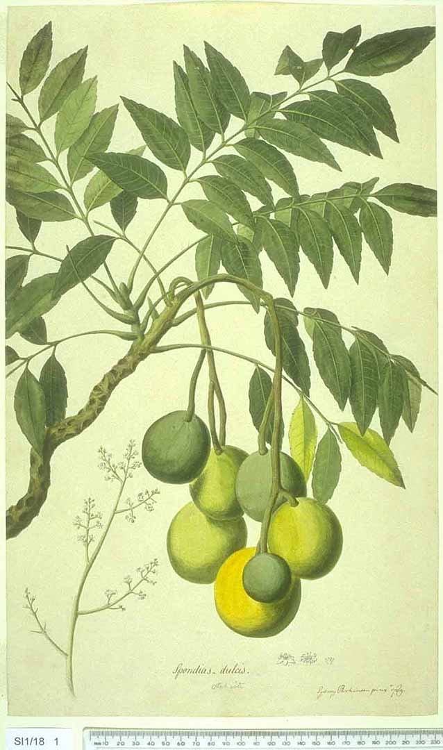 Illustration Spondias dulcis, Par Natural History Museum, London Nat. Hist. Mus., London, via plantillustrations 