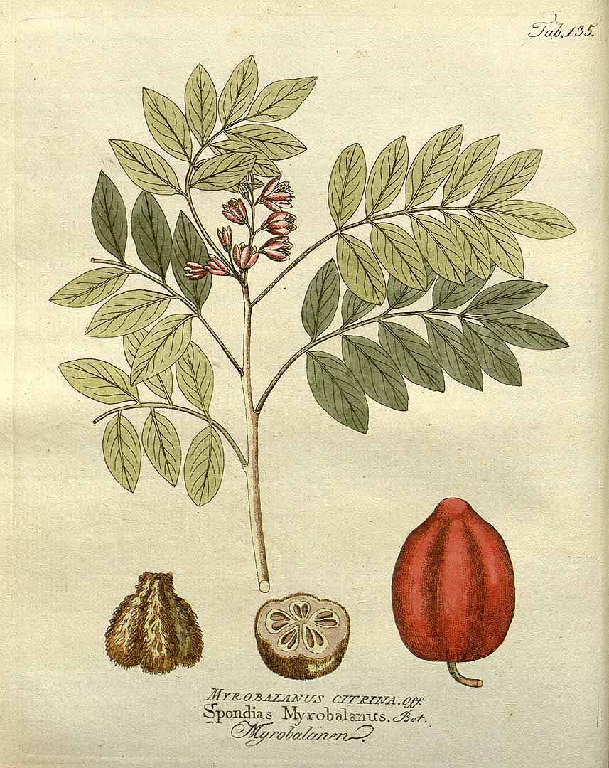 Illustration Spondias purpurea, Par Vietz, F.B., Icones plantarum medico-oeconomico-technologicarum (1800-1822) Icones Pl. Med.-Oecon. vol. 2 (1804) t. 135, via plantillustrations 
