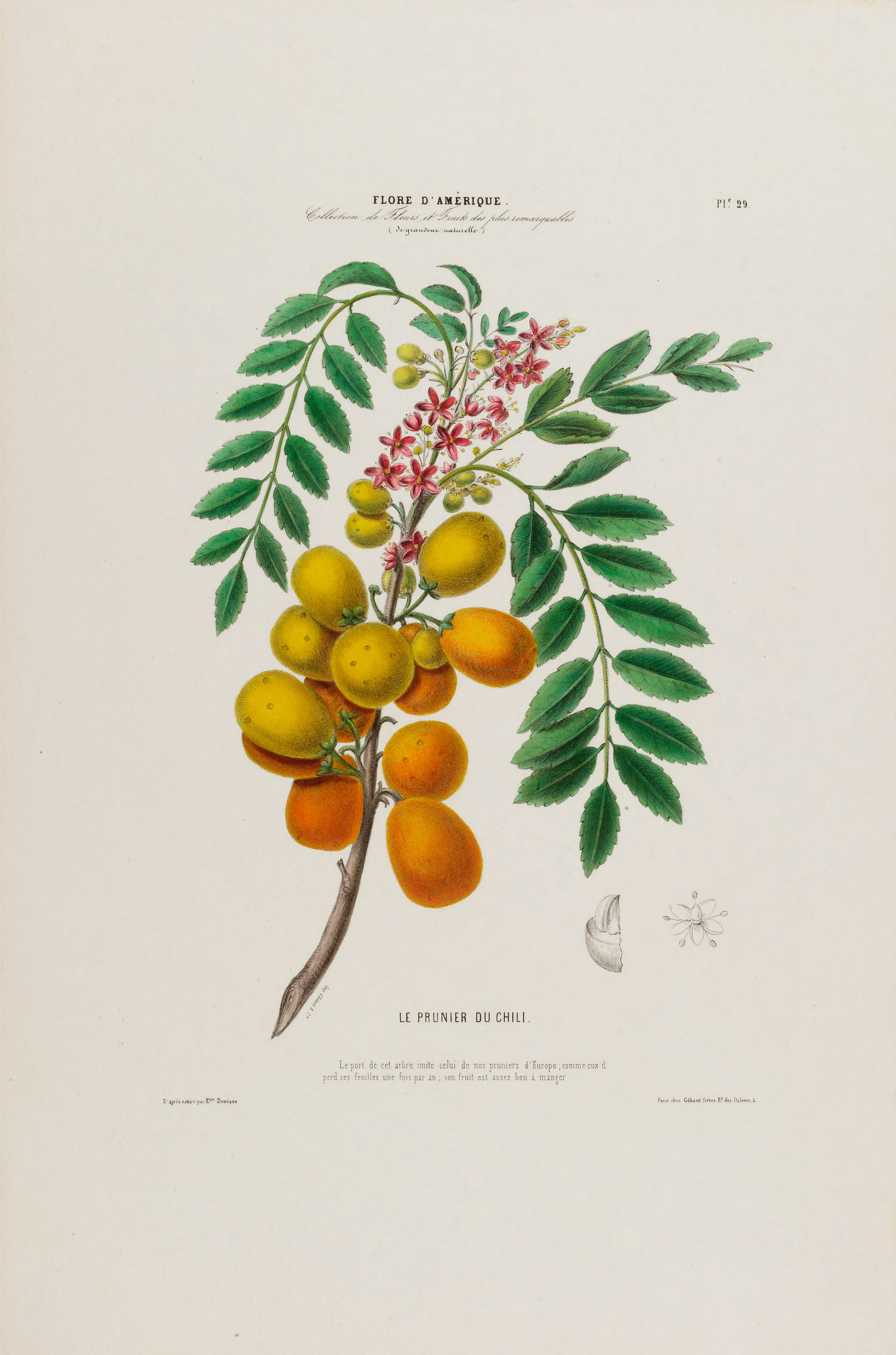 Illustration Spondias purpurea, Par Denisse, E., Flore dAmérique (1843-1846) Fl. Amérique t. 29, via plantillustrations 