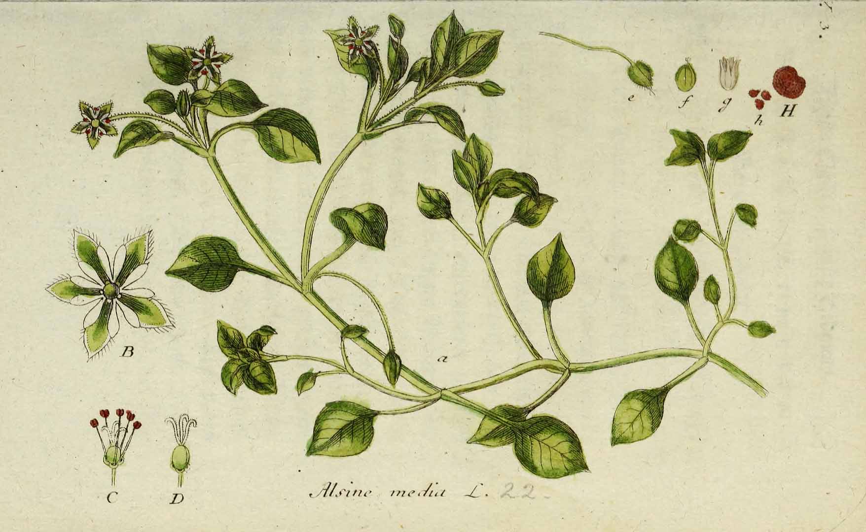 Illustration Stellaria media, Par Sturm, J., Sturm, J.W., Deutschlands flora (1798-1855) Deutschl. Fl. vol. 1 (1796) t. 22] , via plantillustrations 