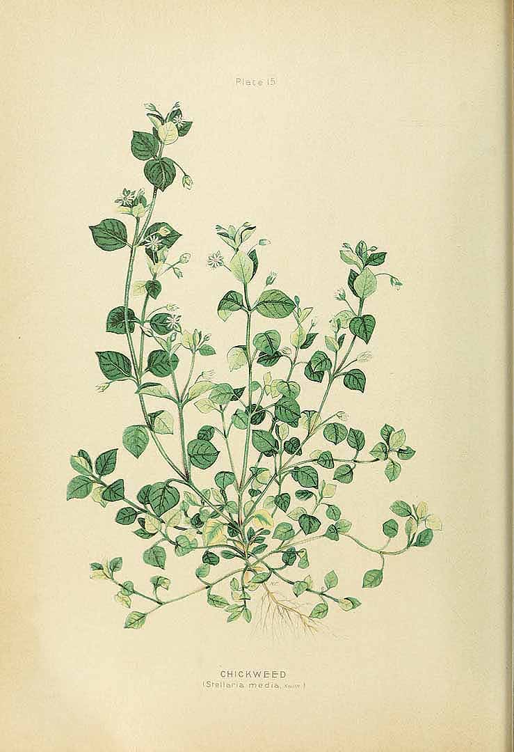 Illustration Stellaria media, Par Clark, G.H., Fletcher, J., Farm weeds of Canada Farm Weeds Canada (1906) t. 15, via plantillustrations 