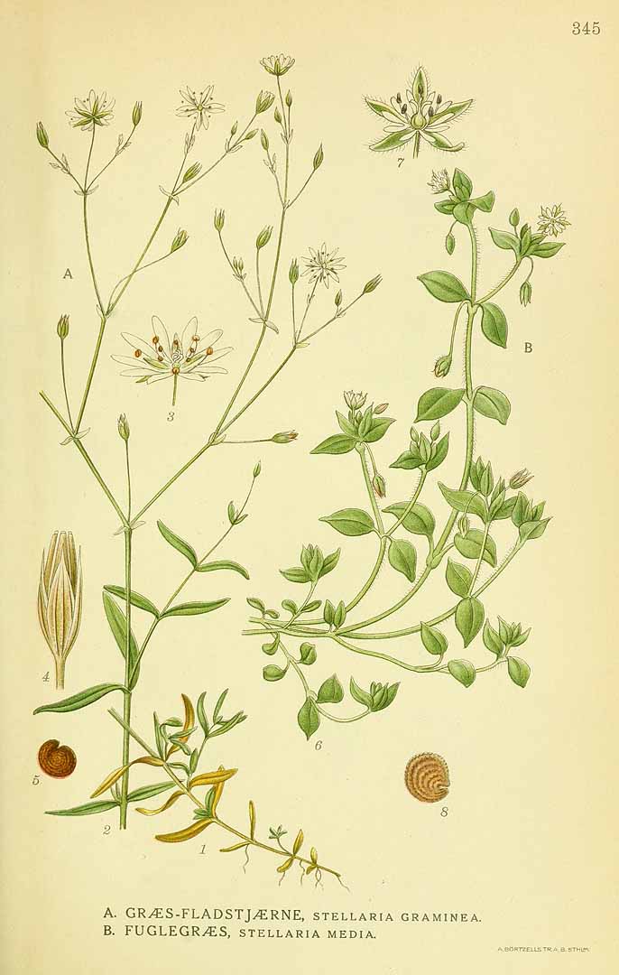 Illustration Stellaria media, Par Lindman, C.A.M., Bilder ur Nordens Flora Bilder Nordens Fl. vol. 2 (1922) t. 345, via plantillustrations 