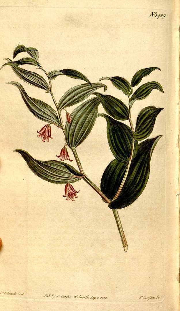 Illustration Streptopus lanceolatus, Par Curtis, W., Botanical Magazine (1800-1948) Bot. Mag. vol. 36 (1812) [tt. 1460-1501] t. 1489, via plantillustrations 