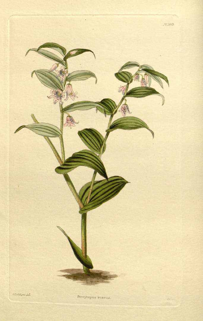 Illustration Streptopus lanceolatus, Par Loddiges, C.L., botanical cabinet [C. Loddiges] (1817-1833) Bot. Cab. vol. 17 (1830) [tt. 1601-1700] t. 1603, via plantillustrations 