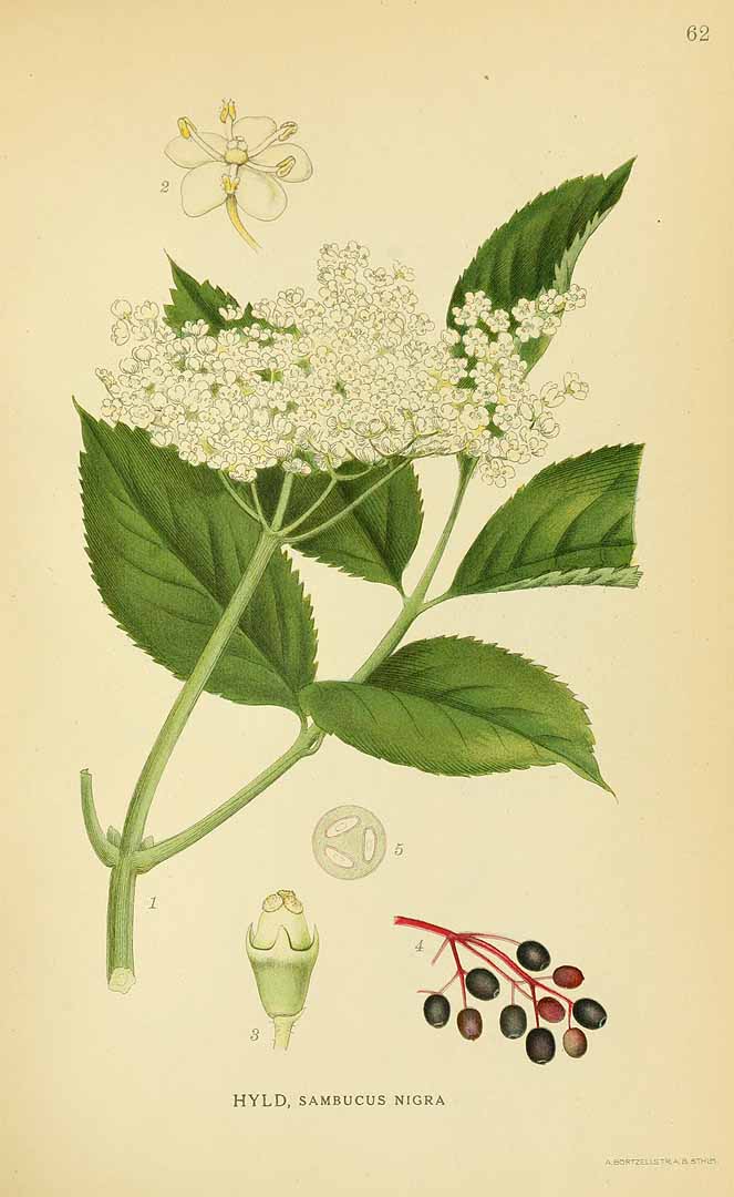 Illustration Sambucus nigra, Par Lindman, C.A.M., Bilder ur Nordens Flora Bilder Nordens Fl. vol. 1 (1922), via plantillustrations 