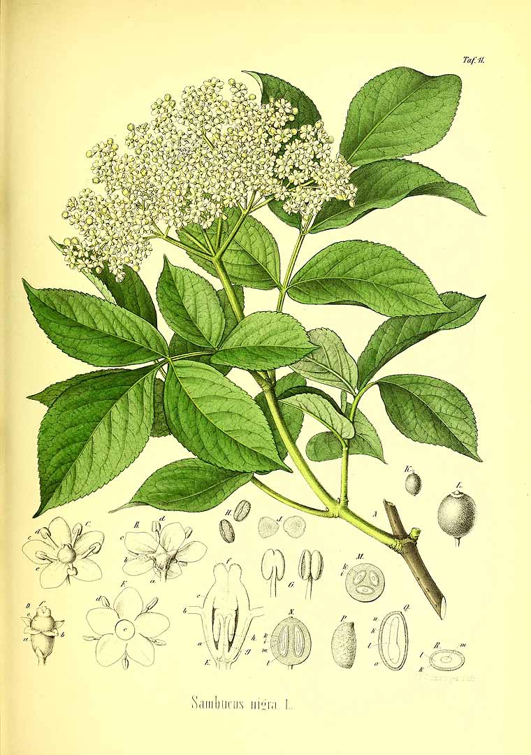 Illustration Sambucus nigra, Par Berg, O.C., Schmidt, C.F., Atlas der officinellen Pflanzen (1893-1902) Atlas. Off. Pfl. vol. 1 (1891), via plantillustrations 