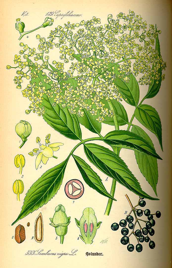 Illustration Sambucus nigra, Par Thomé, O.W., Flora von Deutschland Österreich und der Schweiz (1886-1889) Fl. Deutschl. vol. 4 (1885), via plantillustrations 