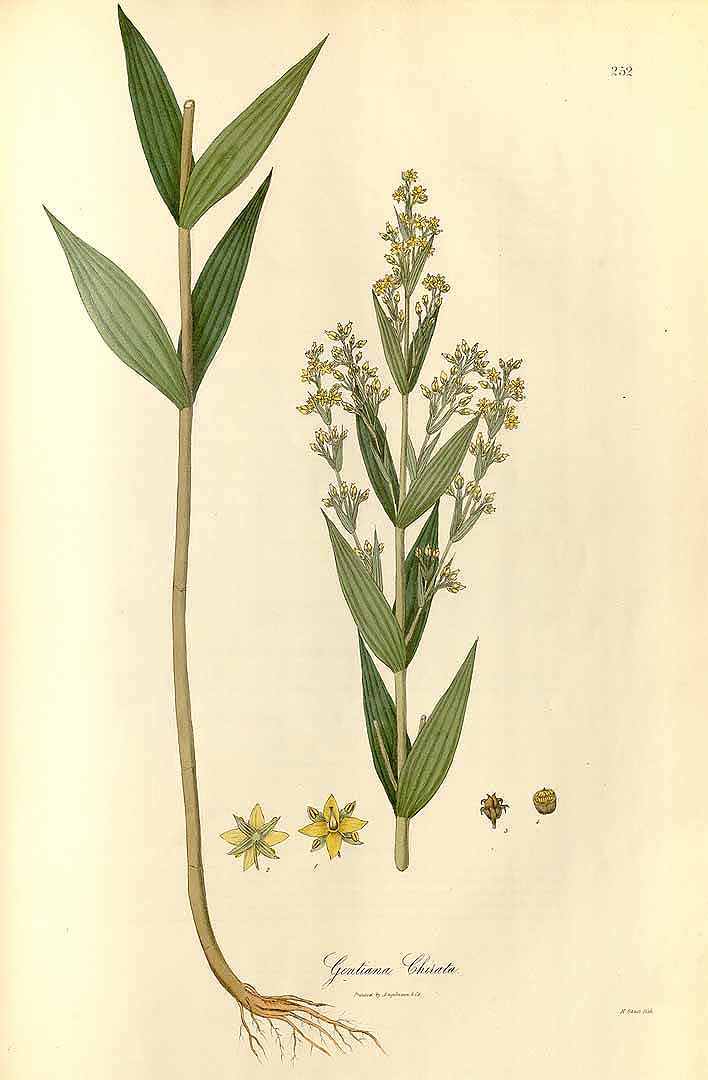 Illustration Swertia chirayita, Par Wallich, N., Plantae Asiaticae Rariores (1830-1832) Pl. Asiat. Rar. vol. 3 (1832) t. 252	, via plantillustrations 