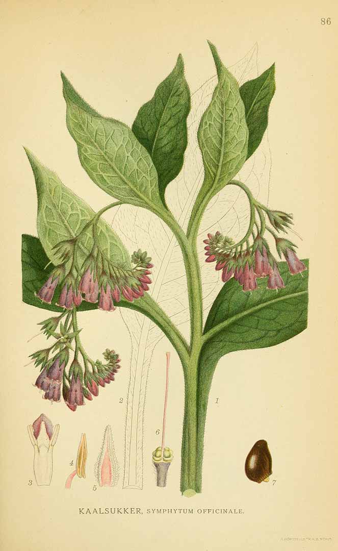 Illustration Symphytum officinale, Par Lindman, C.A.M., Bilder ur Nordens Flora Bilder Nordens Fl. vol. 1 (1922) t. 86, via plantillustrations 