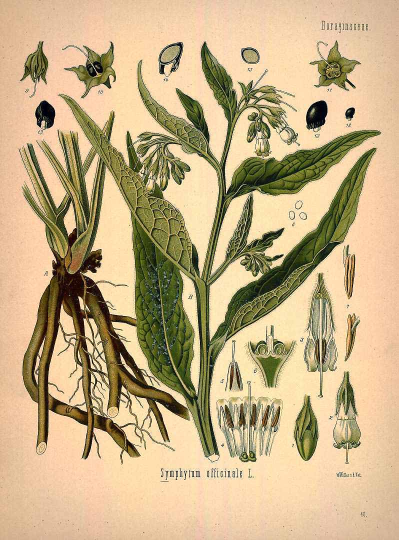 Illustration Symphytum officinale, Par Köhler, F.E., Köhlers Medizinal Pflanzen (1883-1914) Med.-Pfl. vol. 1 (1887) t. 40, via plantillustrations 