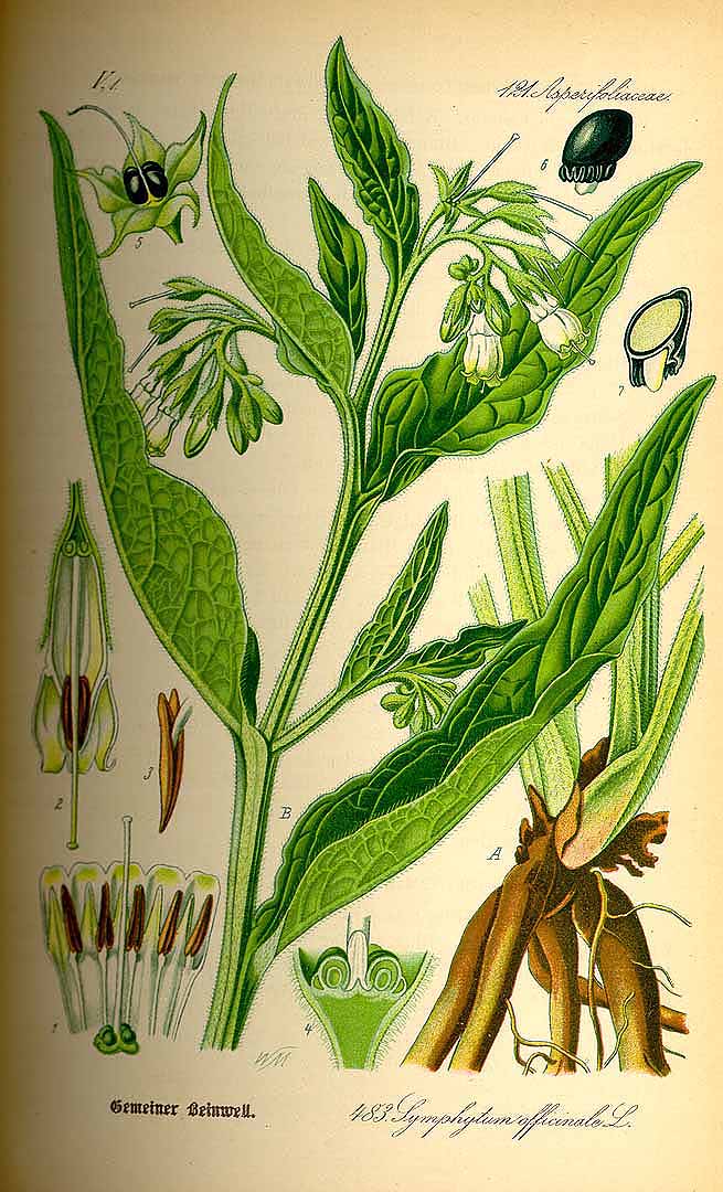 Illustration Symphytum officinale, Par Thomé, O.W., Flora von Deutschland Österreich und der Schweiz (1886-1889) Fl. Deutschl. vol. 4 (1885) t. 483, via plantillustrations 