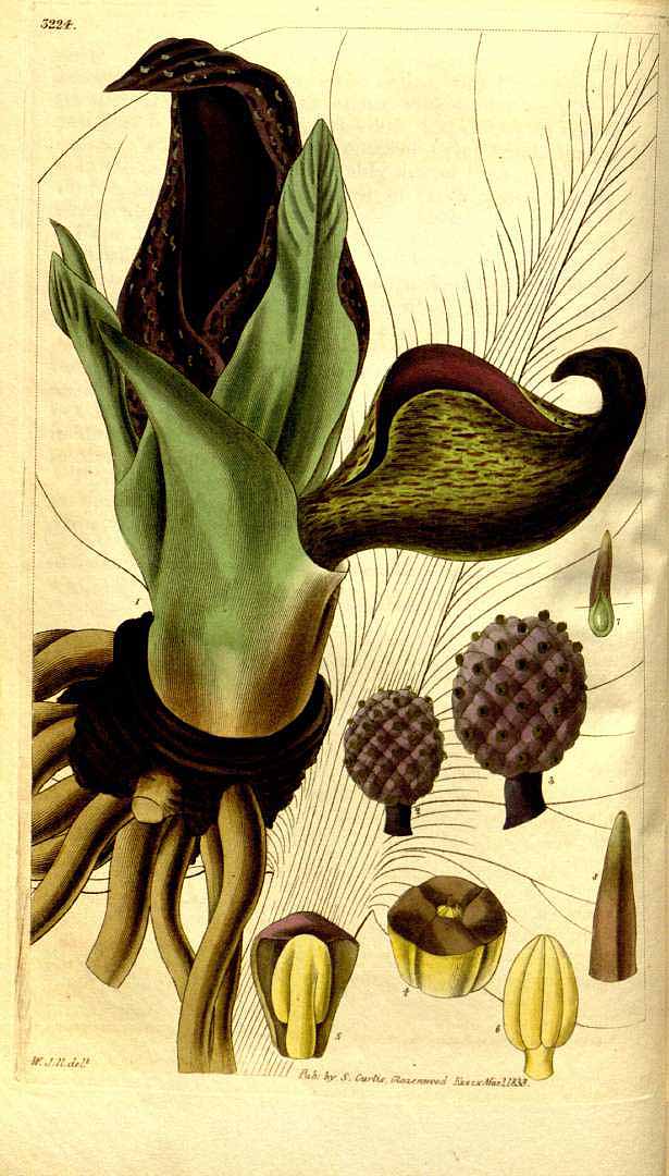 Illustration Symplocarpus foetidus, Par Curtis, W., Botanical Magazine (1800-1948) Bot. Mag. vol. 60 (1833) [tt. 3206-3289] t. 3224, via plantillustrations 