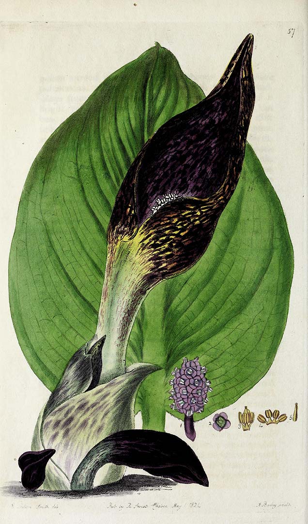 Illustration Symplocarpus foetidus, Par Sweet, R., British flower garden (1823-1837) Brit. Fl. Gard. vol. 1 (1823-1825) [tt. 1-100] t. 57, via plantillustrations 