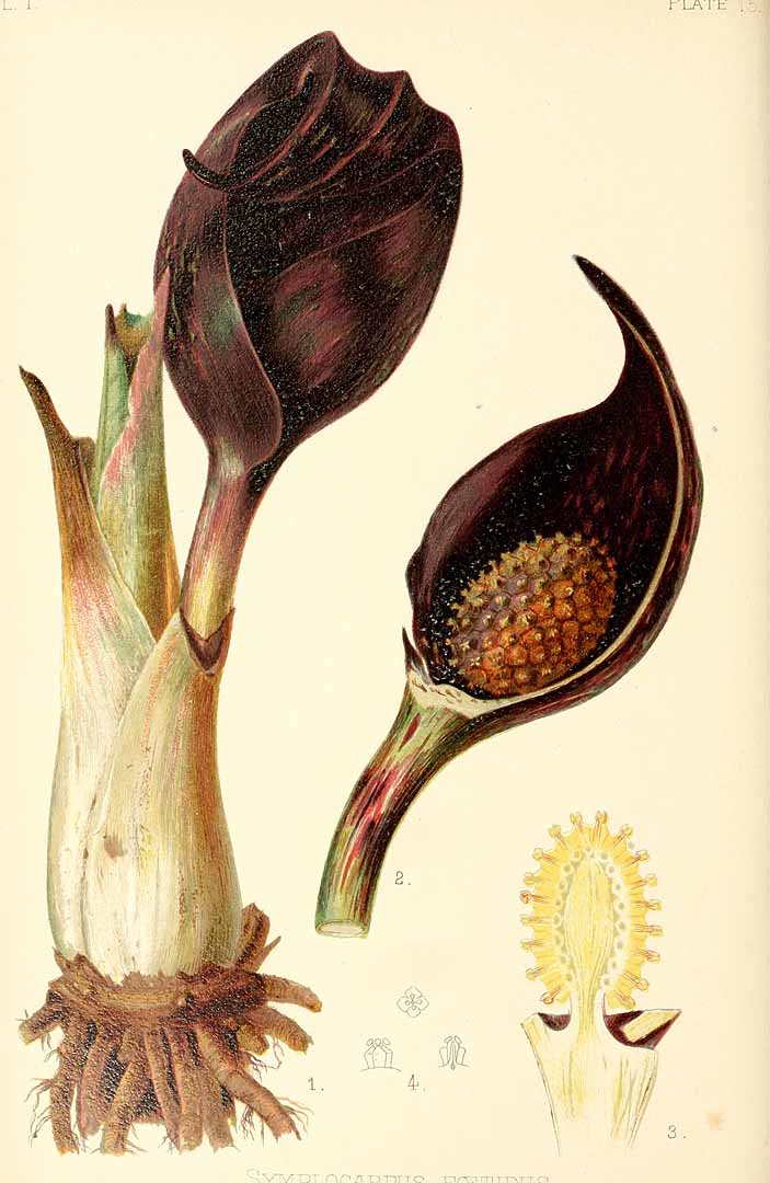 Illustration Symplocarpus foetidus, Par Meehan, T., native flowers and ferns of the United States (1878-1879) Native Fl. Ferns U.S. vol. 1 t. 15	p. 57 , via plantillustrations 