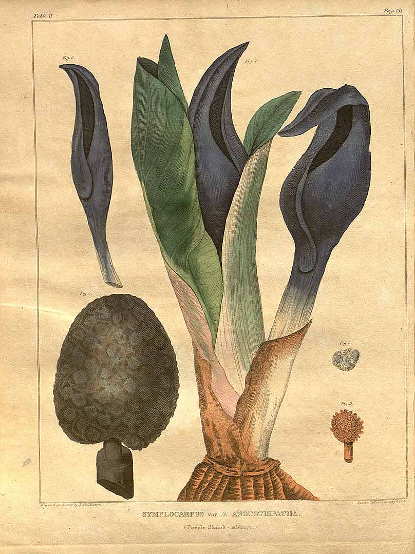Illustration Symplocarpus foetidus, Par Barton, W.P.C., Vegetable materia medica of the United States (1817-1818) Veg. Mater. Med. U.S. vol. 1 (1817) t. 11, via plantillustrations 