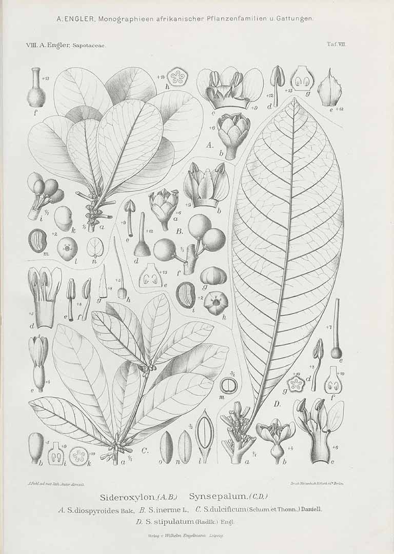 Illustration Synsepalum dulcificum, Par Engler, H.G.A., Monographien afrikanischer Pflanzen-Familien und -Gattungen (1898-1904) Monogr. Afrik. Pflanzen-Fam. vol. 8 (1904) t. 7	f. C , via plantillustrations 