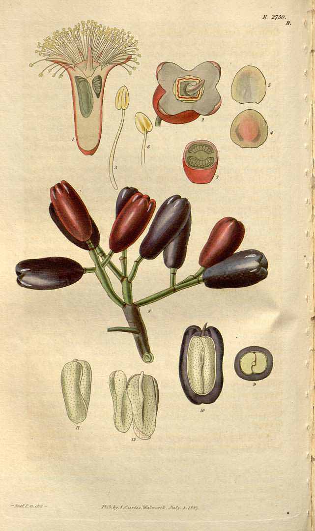 Illustration Syzygium aromaticum, Par Curtis, W., Botanical Magazine (1800-1948) Bot. Mag. vol. 54 (1827) [tt. 2705-2790] t. 2750, via plantillustrations 