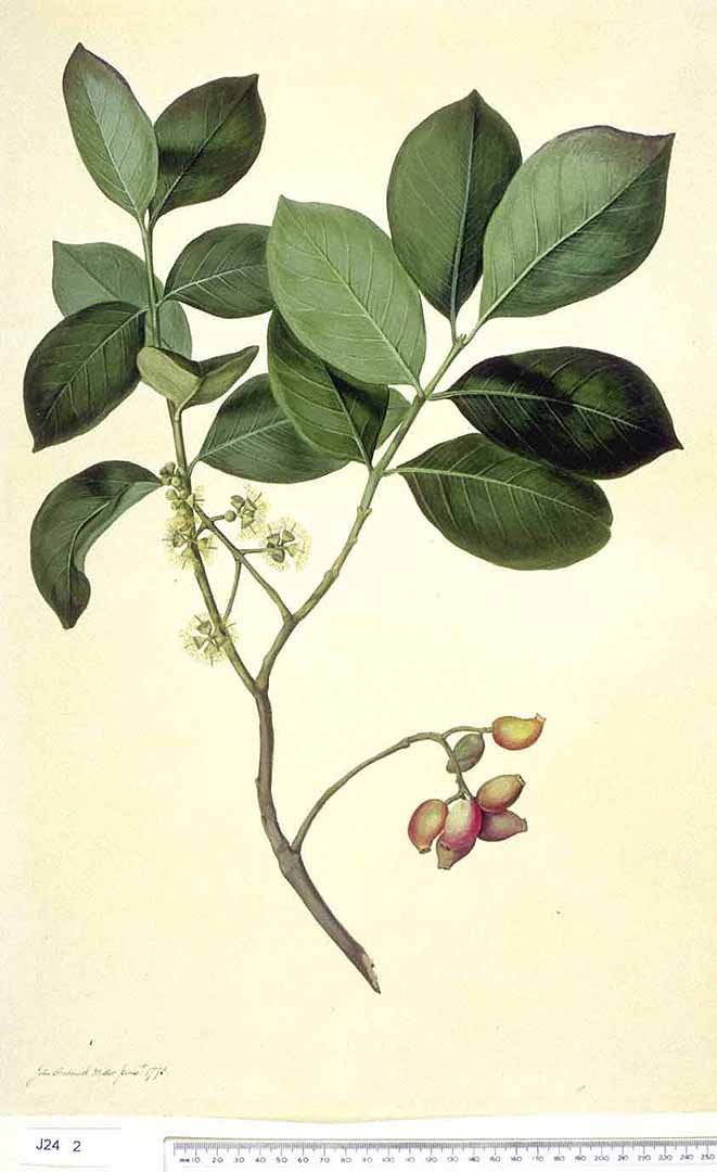 Illustration Syzygium cumini, Par Natural History Museum, London Nat. Hist. Mus., London, via plantillustrations 