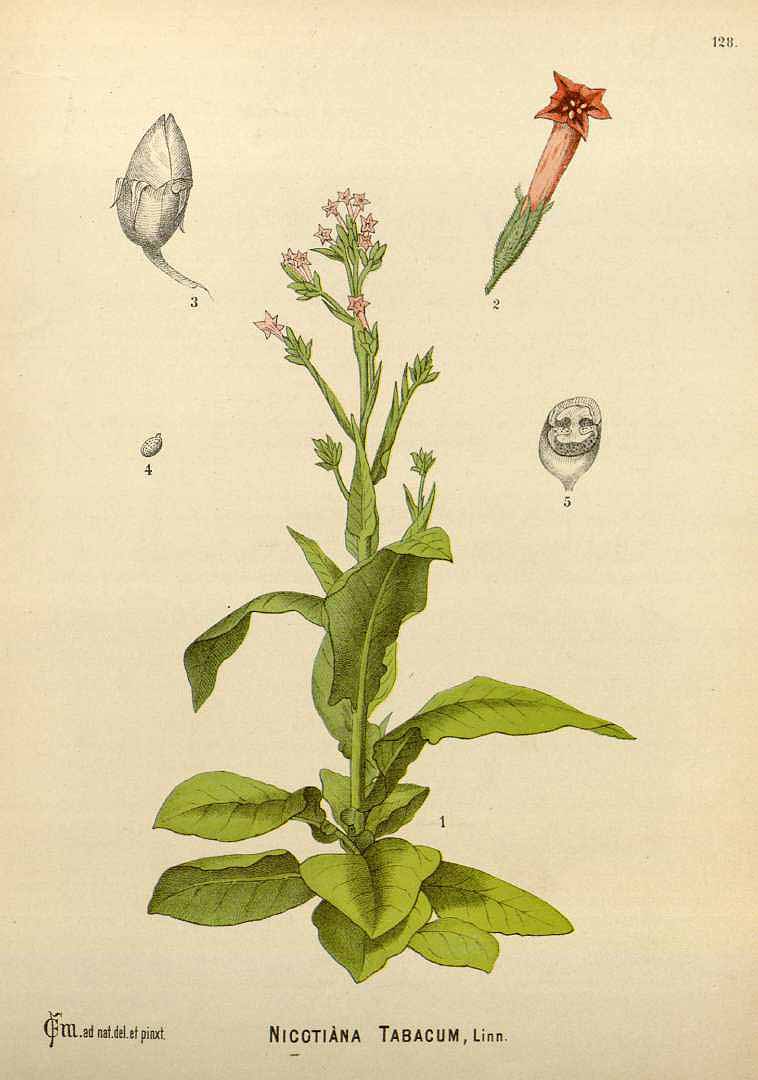 Illustration Nicotiana tabacum, Par Millspaugh, C.F., American medicinal plants (1882-1887) Amer. Medic. Pl. vol. 2 (1892), via plantillustrations 