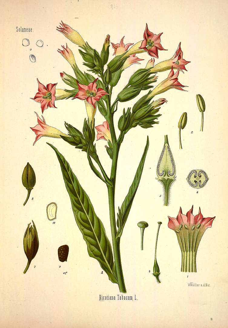 Illustration Nicotiana tabacum, Par Ko&#776;hler, F.E., Ko&#776;hler?s Medizinal Pflanzen (1883-1914) Med.-Pfl. vol. 1 (1887), via plantillustrations 