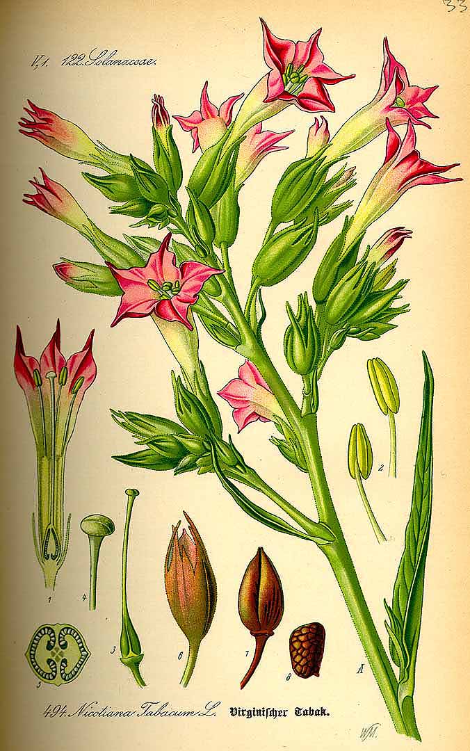 Illustration Nicotiana tabacum, Par Thomé, O.W., Flora von Deutschland Österreich und der Schweiz (1886-1889) Fl. Deutschl. vol. 4 (1885), via plantillustrations 
