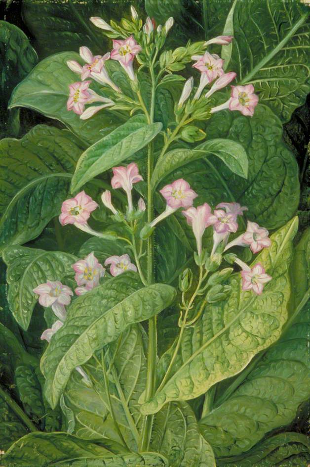 Illustration Nicotiana tabacum, Par North, M., Paintings Paintings M. North t. 2, via plantillustrations 