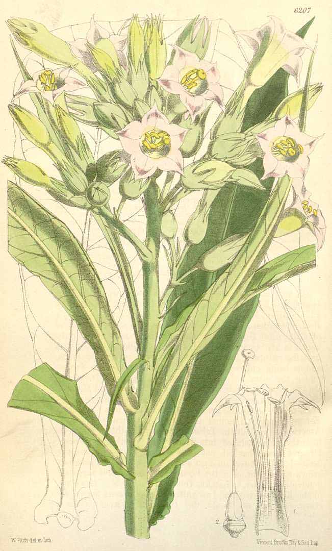 Illustration Nicotiana tabacum, Par Curtis, W., Botanical Magazine (1800-1948) Bot. Mag. vol. 102 (1876), via plantillustrations 