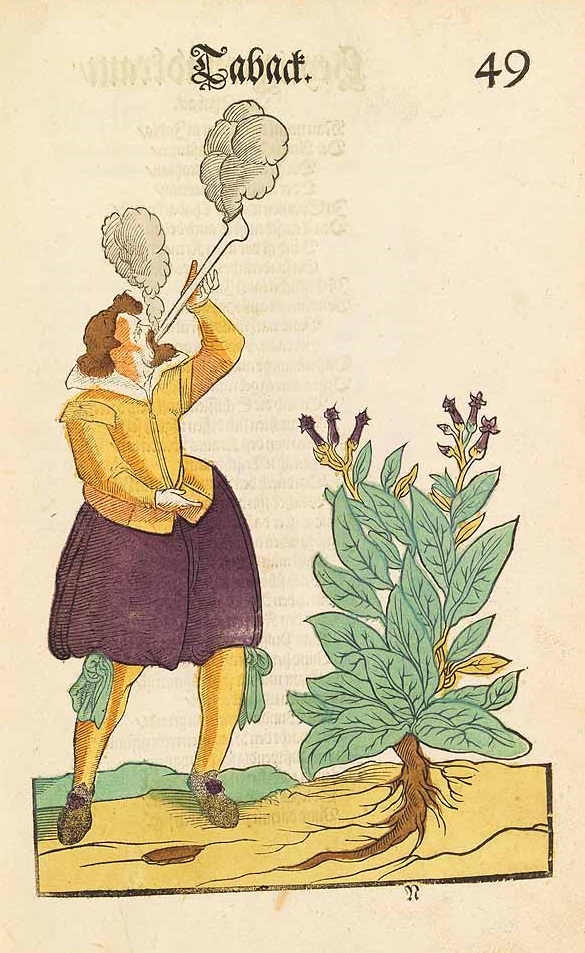 Illustration Nicotiana tabacum, Par Vo&#776;ller [Voeller] von Gellhausen, U., Florilegium, Das ist ein Blumenbuch (1616)  t. 49, via plantillustrations 