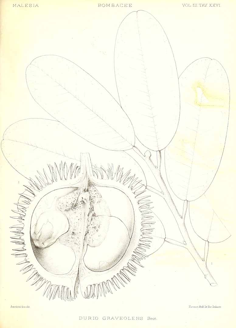 Illustration Durio graveolens, Par Beccari, O., Malesia (1877-1890) Malesia, via plantillustrations 