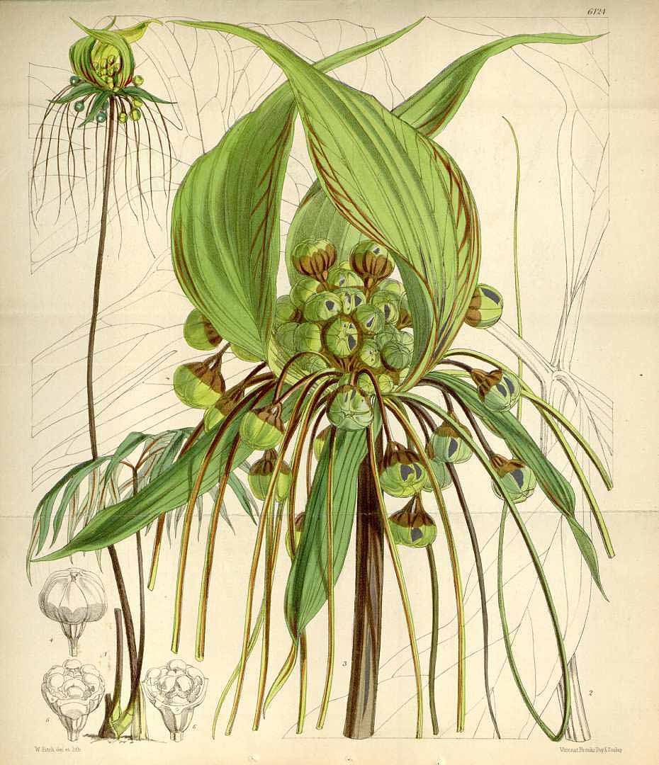 Illustration Tacca leontopetaloides, Par Curtis, W., Botanical Magazine (1800-1948) Bot. Mag. vol. 100 (1874) [tt. 6074-6139] t. 6124, via plantillustrations 