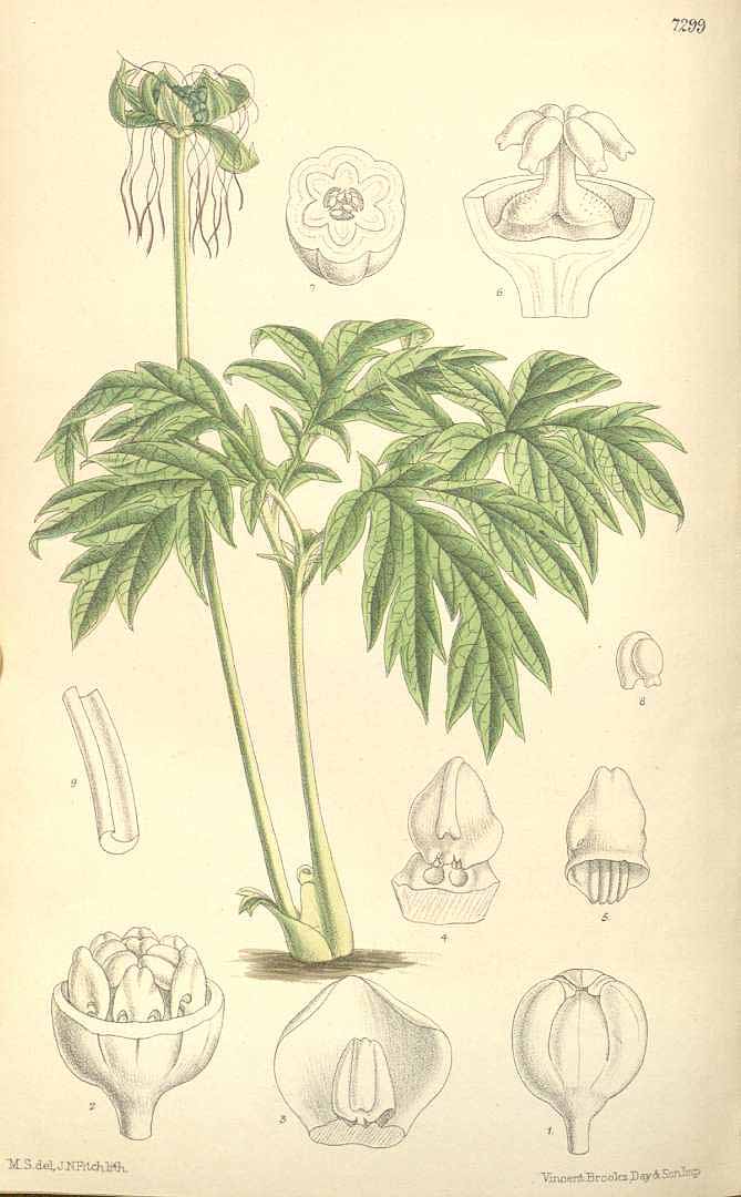Illustration Tacca leontopetaloides, Par Curtis, W., Botanical Magazine (1800-1948) Bot. Mag. vol. 119 (1893) [tt. 7272-7331] t. 7299, via plantillustrations 