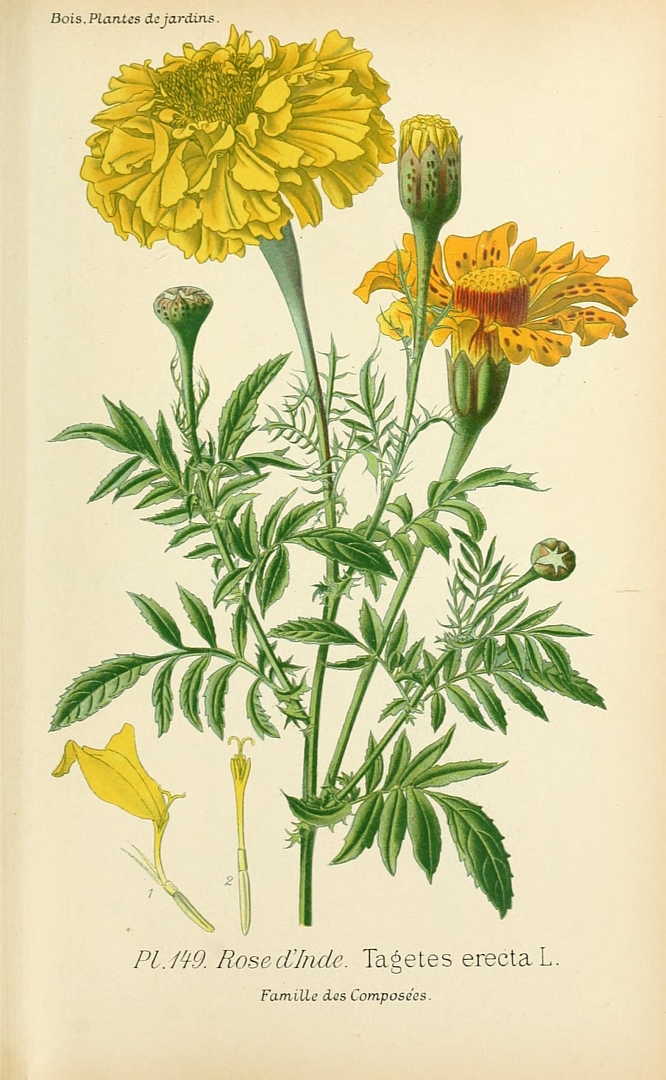 Illustration Tagetes erecta, Par Bois, D., Atlas des plantes de jardins et dappartements (1891-1896) Atl. Pl. Jard. vol. 1 (1891-1893) [tt. 1-160] t. 149, via plantillustrations 