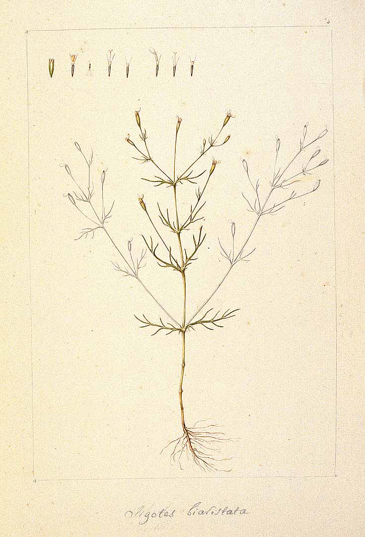Illustration Tagetes filifolia, Par Sessé, M., Mociño, M., Drawings from the Spanish Royal Expedition to New Spain (17871803) (1787-1803) Draw. Roy. Exped. New Spain (1787), via plantillustrations 