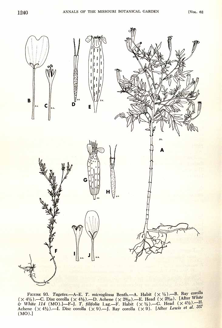 Illustration Tagetes filifolia, Par Annals of the Missouri Botanical Garden (1914-2013) Ann. Missouri Bot. Gard. vol. 62 (1975) p. 1240 f. 93F-J , via plantillustrations 