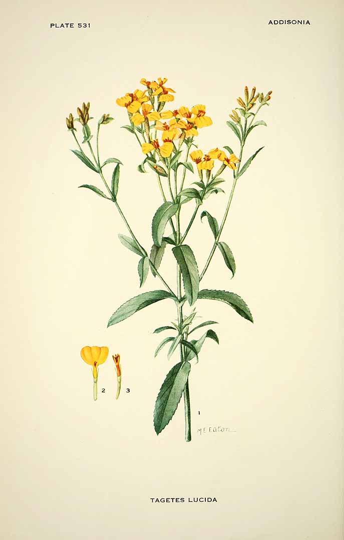 Illustration Tagetes lucida, Par Addisonia (1916-1964) Addisonia vol. 16 (1931) t. 531, via plantillustrations 