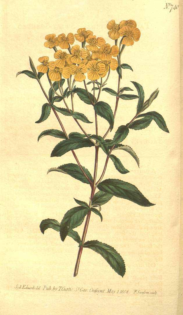 Illustration Tagetes lucida, Par Curtis, W., Botanical Magazine (1800-1948) Bot. Mag. vol. 20 (1804) [tt. 740-786] t. 740, via plantillustrations 
