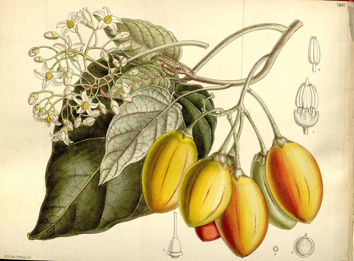 Illustration Solanum betaceum, Par Curtis, W., Botanical Magazine (1800-1948) Bot. Mag., via lepotager-demesreves 