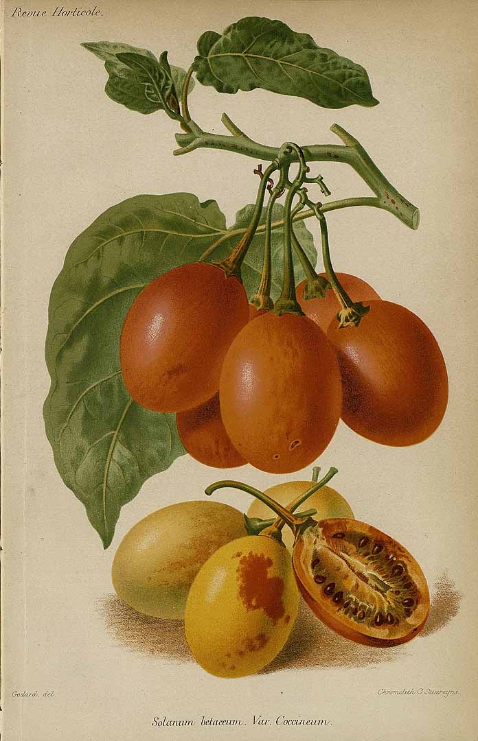 Illustration Solanum betaceum, Par Revue horticole, sér. 4 (1852-1974) Rev. Hort. (Paris), ser. 4, via lepotager-demesreves 