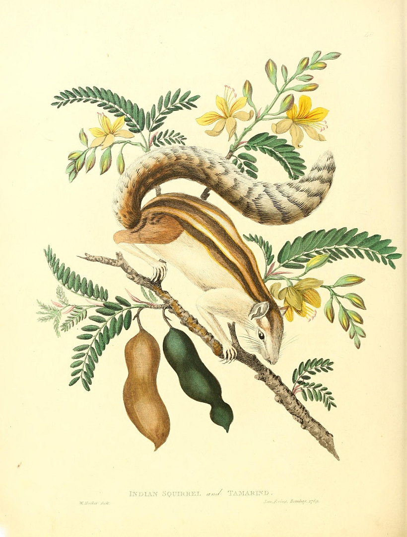 Illustration Tamarindus indica, Par Forbes, J., Oriental memoires Orient. Mem., via plantillustrations 